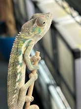 Load image into Gallery viewer, Ambilobe male: Flash x Rocky (R7)