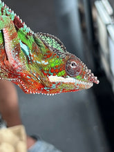 Load image into Gallery viewer, Ambilobe Panther Chameleon Riot/JJ/Bolt J7