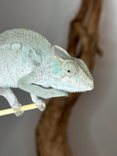 Load image into Gallery viewer, AMBANJA FEMALE Panther Chameleon: Ambanja x Ankify (I10)
