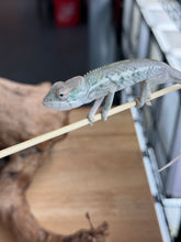 Load image into Gallery viewer, AMBILOBE Panther Chameleon: Sam x Georgia (R7)