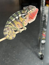 Load image into Gallery viewer, Ambilobe male: Flash x Lucia (P4)