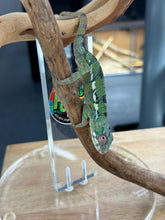 Load image into Gallery viewer, AMBILOBE male: Sam x Amie (R19)