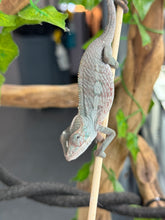Load image into Gallery viewer, AMBANJA Panther Chameleon: Blue Inferno x Tango (E9)