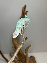 Load image into Gallery viewer, AMBILOBE Panther Chameleon: (E36)