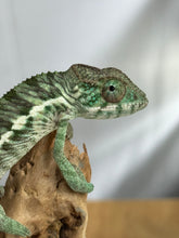 Load image into Gallery viewer, Ambilobe Panther Chameleon: Jimmy Walker x Dianne (R5)