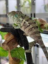 Load image into Gallery viewer, AMBANJA Panther Chameleon: Dubois x Ellie (E7)