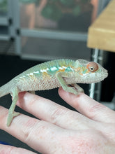 Load image into Gallery viewer, AMBILOBE male: Sam x Amie (Q4)