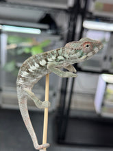 Load image into Gallery viewer, AMBILOBE Panther Chameleon: Rogue x Phoenix (R1)