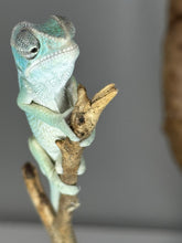 Load image into Gallery viewer, AMBILOBE Panther Chameleon: (E22)