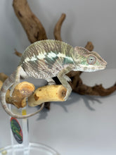 Load image into Gallery viewer, AMBILOBE Male Panther Chameleon: (E32)