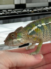 Load image into Gallery viewer, AMBILOBE Panther Chameleon: Frank x Sandy (J6)