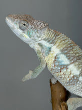Load image into Gallery viewer, Young Male Ambilobe Panther Chameleon | Sunny Yellow | E16