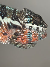 Load image into Gallery viewer, AMBILOBE Panther Chameleon: (E8)