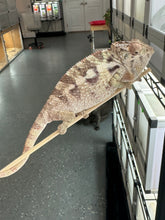 Load image into Gallery viewer, SAMBAVA Panther Chameleon: Marley x Mabel (R11)