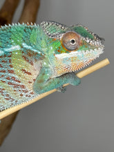 Load image into Gallery viewer, AMBILOBE Panther Chameleon male:(E23)