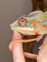 Load image into Gallery viewer, Sweet face of an Ambilobe panther chameleon.