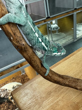 Load image into Gallery viewer, AMBILOBE Panther Chameleon: Frank x Sandy (E10)