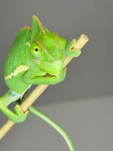 Load image into Gallery viewer, FEMALE Veiled Chameleon (I16)