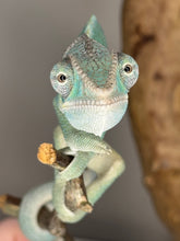 Load image into Gallery viewer, AMBILOBE Panther Chameleon: (E28)