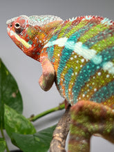 Load image into Gallery viewer, Ambilobe male: WC Hawkeye x Nugget (J11)