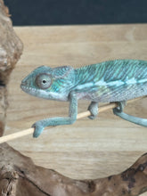 Load image into Gallery viewer, AMBILOBE Panther Chameleon: Frank x Sandy (Q7)