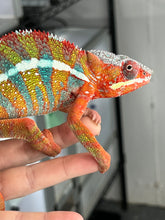 Load image into Gallery viewer, Ambilobe male: WC Hawkeye x Nugget (J11)