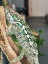 Load image into Gallery viewer, AMBILOBE Panther Chameleon: Frank x Sandy (R20)