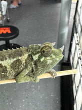 Load image into Gallery viewer, Male Jackson’s Chameleon: I1
