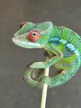 Load image into Gallery viewer, AMBILOBE Panther Chameleon: Jimmy Walker x Dianne (S19)