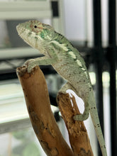Load image into Gallery viewer, ANKILOBE Panther Chameleon: Ankify x Ambilobe (R10)