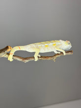 Load image into Gallery viewer, SAMBAVA Panther Chameleon: (E17)