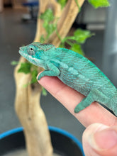 Load image into Gallery viewer, AMBANJA Panther Chameleon: Blue Inferno x Tango (E12)