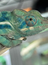 Load image into Gallery viewer, AMBANJA/NOSY FALY male (R8)