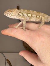Load image into Gallery viewer, AMBILOBE FEMALE Panther Chameleon: šŗ (E33)