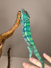 Load image into Gallery viewer, Ambilobe Panther Chameleon (E20)