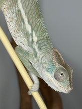 Load image into Gallery viewer, AMBILOBE Panther Chameleon male: (E25)