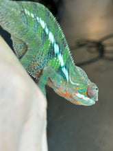 Load image into Gallery viewer, AMBILOBE Panther Chameleon: Frank x Sandy (J9)