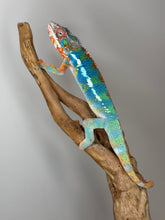 Load image into Gallery viewer, AMBILOBE Panther Chameleon: (J5)