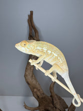 Load image into Gallery viewer, NOSY BE FEMALE Panther Chameleon: šŗ (S12)