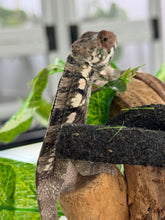 Load image into Gallery viewer, SAMBAVA Panther Chameleon: Marley x Mabel (R7)