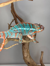 Load image into Gallery viewer, AMBILOBE Panther Chameleon: (K1)