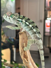 Load image into Gallery viewer, AMBILOBE Panther Chameleon: Frank x Sandy (R20)
