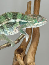 Load image into Gallery viewer, AMBILOBE Panther Chameleon: (E23)