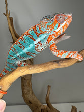 Load image into Gallery viewer, AMBILOBE Panther Chameleon: (K1)