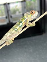 Load image into Gallery viewer, AMBILOBE male: Sam x Amie (Q4)