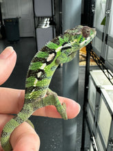 Load image into Gallery viewer, Sambava Male: Marley x Mabel (E1)