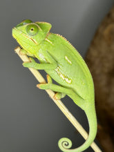 Load image into Gallery viewer, MALE Veiled Chameleons