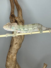 Load image into Gallery viewer, AMBILOBE Panther Chameleon male: (E4)