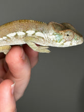 Load image into Gallery viewer, AMBANJA FEMALE Panther Chameleon: Dubois x Ellie (S3)
