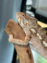Load image into Gallery viewer, AMBANJA FEMALE Panther Chameleon x WC (S12)